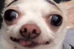 anh-cho-le-luoi-meme-cute-1
