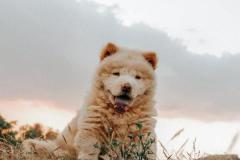 1_anh-cho-le-luoi-cute-xinh-1
