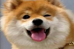 anh-cho-le-luoi-cute-1
