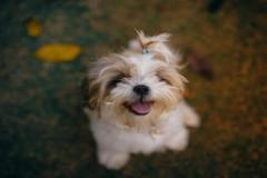 anh-cho-le-luoi-cute-dep-1