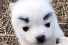 anh-cho-long-xu-meme-cute-1
