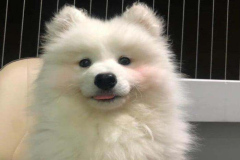 anh-cho-cai-cute-xinh-1