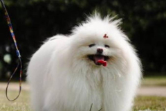 hinh-nen-cho-long-xu-cho-dien-thoai-1