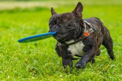 1_anh-cho-pug-mat-xe-dep-1