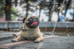 1_anh-cho-pug-mat-xe-dep-cute-1