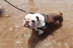 1_anh-cho-pug-mat-xe-dep-xinh-1