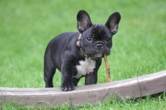 anh-cho-pug-mat-xe-dep-1