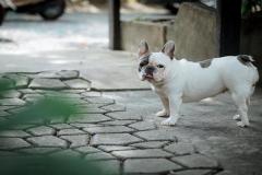anh-cho-pug-mat-xe-dep-cute-1