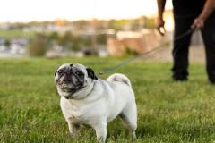 anh-cho-pug-mat-xe-dep-nhat-1