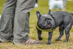 anh-cho-pug-mat-xe-dep-xinh-1
