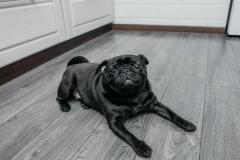 anh-cho-pug-mat-xe-dep-xinh-cute-1