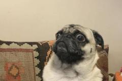 1_anh-cho-pug-mat-xe-hai-huoc-1