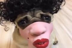 1_anh-cho-pug-mat-xe-hai-huoc-hai-1