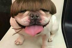1_anh-cho-pug-mat-xe-hai-huoc-meme-1