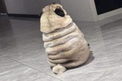 anh-cho-pug-mat-xe-hai-huoc-hai-1