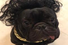 anh-cho-pug-mat-xe-hai-huoc-meme-1