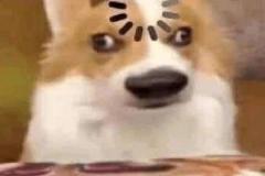 anh-cho-beo-meme-cute-1