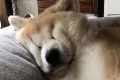 anh-cho-beo-meme-hai-1