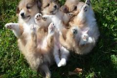 1_anh-cho-nam-ngua-cute-1