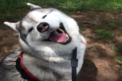 anh-con-cho-ngao-cute-1