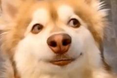 1_anh-con-cho-ngao-meme-1