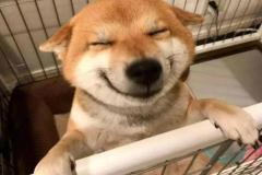 1_anh-con-cho-ngao-meme-hai-1