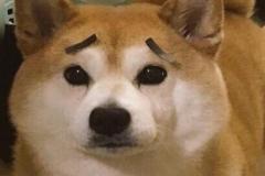 anh-con-cho-ngao-meme-cute-1