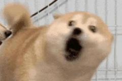 anh-con-cho-ngao-meme-hai-1
