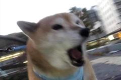 anh-con-cho-ngao-meme-hai-huoc-1