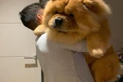 1_anh-cho-ngao-tay-tang-dep-cute-1