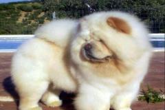 anh-cho-ngao-tay-tang-dep-cute-1