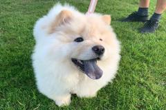 anh-cho-ngao-tay-tang-trang-cute-1