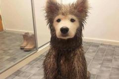 1_anh-cho-ngao-cute-1