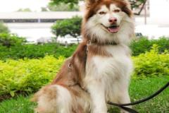 1_anh-cho-ngoi-cute-dep-1