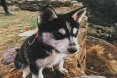 1_anh-cho-ngoi-cute-xinh-1