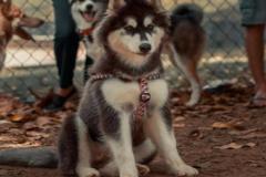 anh-cho-ngoi-cute-dep-1