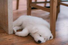 1_anh-cho-ngu-cute-xiu-1