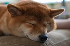 anh-cho-ngu-cute-dep-1