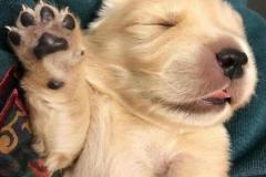 1_anh-cho-ngu-meme-cute-1