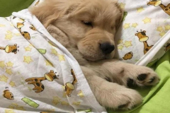 Hình chú chó cún ngủ cute hài