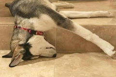 Hình chú chó cún ngủ cute hài
