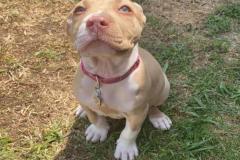 1_anh-cho-pitbull-con-1