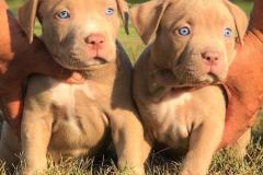 1_anh-cho-pitbull-con-cute-1