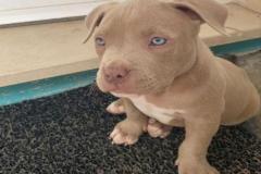 1_anh-cho-pitbull-con-dep-1