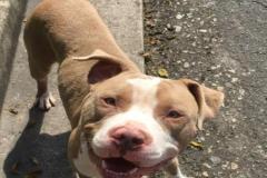 anh-cho-pitbull-con-1