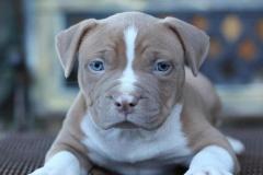 anh-cho-pitbull-con-cute-1