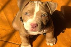 anh-cho-pitbull-con-dep-1