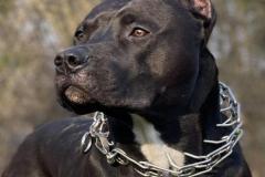 1_anh-cho-pitbull-ngau-1