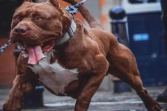 anh-cho-pitbull-ngau-nhat-1