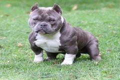 1_anh-cho-pitbull-dep-1